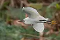 Snowy egret