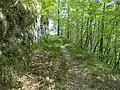 Mount Tavagnone, the forest path leading to the Martelletto and Droane locality, expanded by ERSAF Lombardy in the 1970s