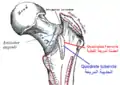 Right femur. Posterior surface. (Quadratus femoris and Quadrate tubercle labeled.)