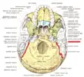 Base of skull. Inferior surface.