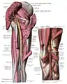 Innervation as seen from under the gluteus maximus.