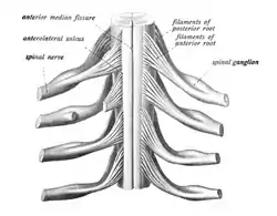 The spinal cord showing how the anterior and posterior roots join in the spinal nerves.