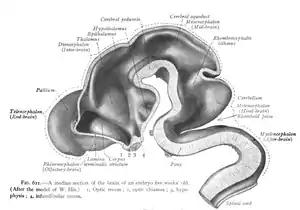 CNS seen in a median section of a 5-week-old embryo.