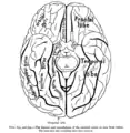 Brain viewed from below. Gyrus rectus seen at anterior centre.