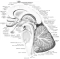 Midsagittal section of the brainstem.