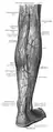 Nerves and blood-vessels overlying the triceps surae