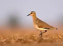 Image 23The critically endangered sociable lapwing (from Wildlife of Jordan)