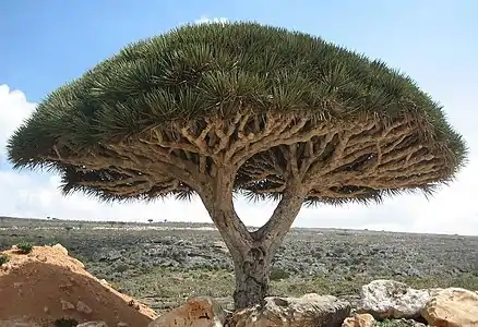 Image 2Socotra dragon tree at Socotra, UNESCO World Heritage Site (from Tourism in Yemen)