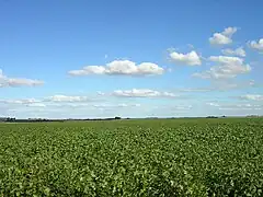 Soy field in Argentina's fertile Pampas.