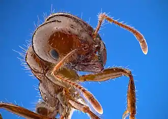 Image 31Closeup of a fire ant, showing fine sensory hairs on antennae (from Insect morphology)