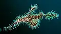 Brown pattern S. Paradoxus at Lembeh Strait Sulawesi, 2009