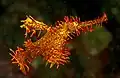 Yellow-red S. Paradoxus at Lembeh Strait Sulawesi, 2008