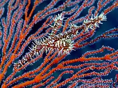 Harlequin ghost pipefish