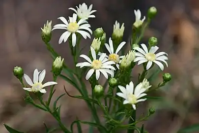 Solidago ptarmicoides