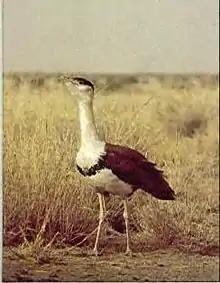 Great Indian bustard