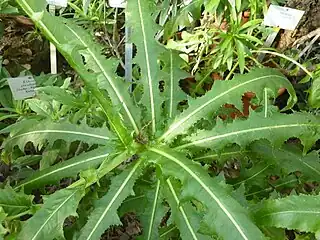 Leaf rosette