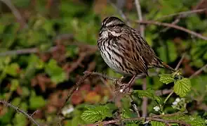 Song sparrow