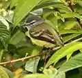 Sooty-headed tyrannulet, Copa Linga Lodge - Ecuador