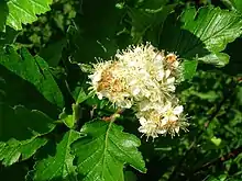 Sorbus arranensis in flower at the park