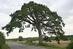 120-year-old pine tree at the entrance to Mielnik