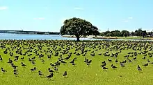 Variable oystercatchers along the Kiwi Esplanade Walkway