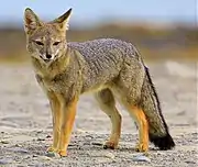 Gray canine in grass