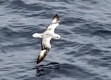 Southern fulmar in Drake's Passage