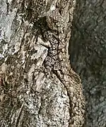 Camouflaged female