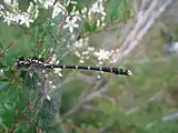 Male showing vice tail