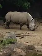 Southern White Rhino.