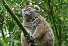 Gray lemur