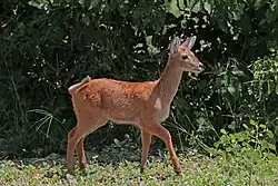 K. v. vardonii fawn, in Chobe National Park, Botswana