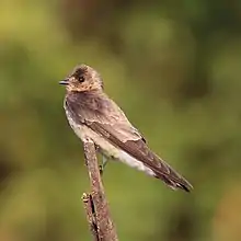 Southern rough-winged swallow (Stelgidopteryx ruficollis ruficollis)