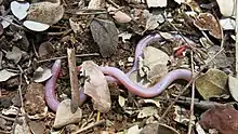 The endemic Soutpansberg worm lizard, Chirindia langi subsp. occidentalis