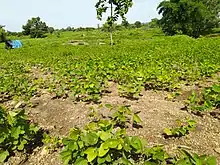 Field in India