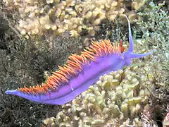 Spanish shawl nudibranch