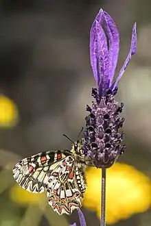 with Spanish festoon (Zerynthia rumina)