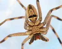 Underside of male P. superciliosus