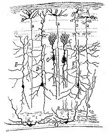 Drawing of a section through the optic tectum of a sparrow, from "Estructura de los centros nerviosos de las aves", Madrid, 1905