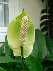 Spadix of Spathiphyllum floribundum