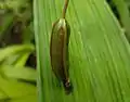 Spathoglottis plicata capsule