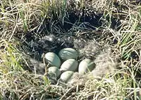 Nest of a spectacled eider