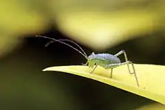 Nymph of Leptophyes punctatissima