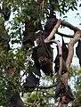 Spectacled flying fox at Cairns Library