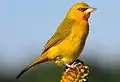 Female in Durban, South Africa (yellow throat)