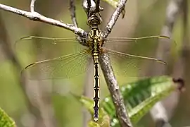 female