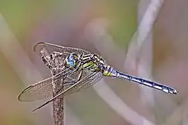 mature female