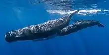 Sperm whale