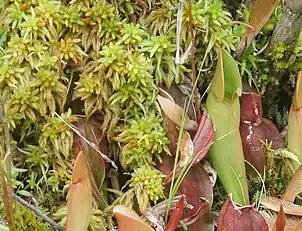 Image 19Sphagnum with northern pitcher plants at Brown's Lake Bog, Ohio (from Bog)