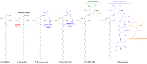 General structures of sphingolipids